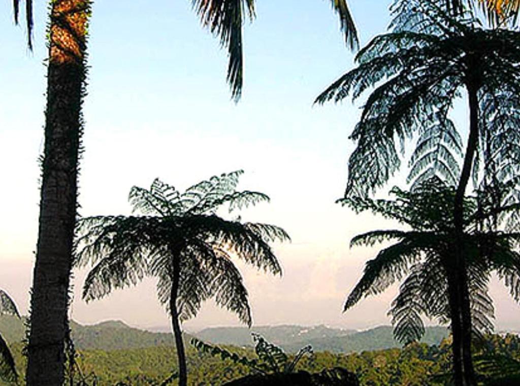 El Hotelito At The Rainforest Experience Farm Фахардо Екстериор снимка